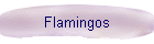 Flamingos