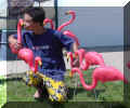Freddie and the Flamingos.jpg (113540 bytes)