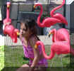 Jennifer and the Flamingos.jpg (137488 bytes)