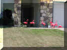 Lopez Flamingos 2.jpg (125802 bytes)