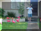 Web Smith Flamingos 2.jpg (107884 bytes)