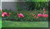 Web Smith Flamingos 3.jpg (137548 bytes)